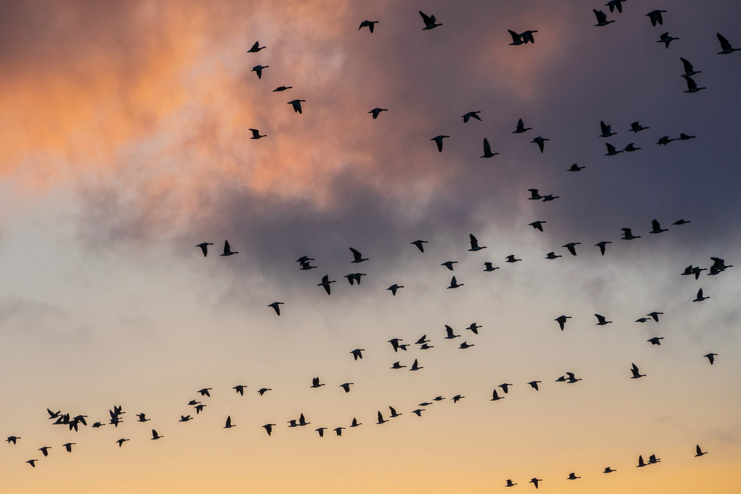 Izvor: Raphael Rychetsky/Unsplash