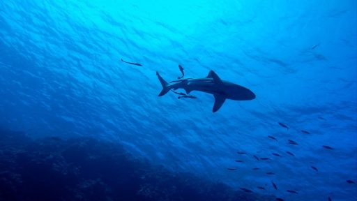 Foto: Des Kerrigan/ Pixabay