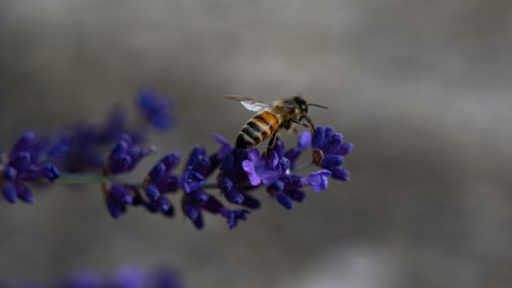 Foto: Unsplash+