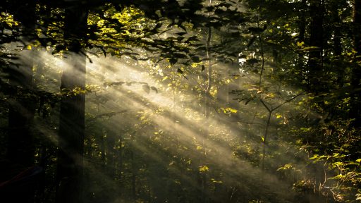 foto: Wren Meinberg/Unsplash