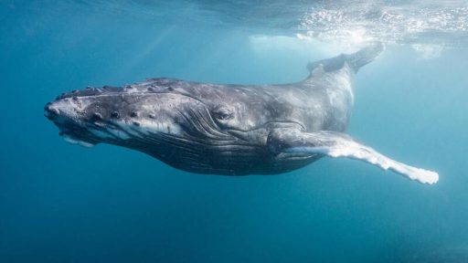 Foto: Alex Westover/Greenpeace