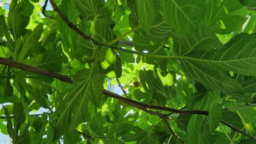 foto: Ivana Živković/Klimatski portal