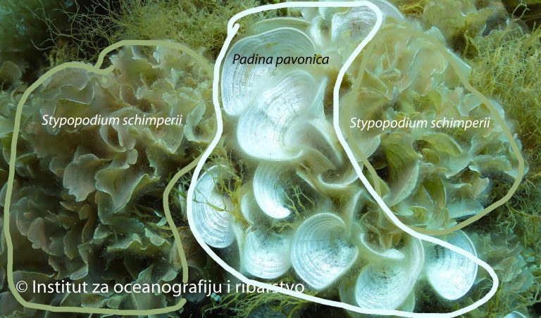 foto: Institut za oceanografiju i ribarstvo