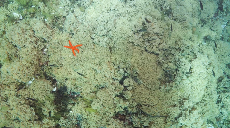 foto: Institut za oceanografiju i ribarstvo