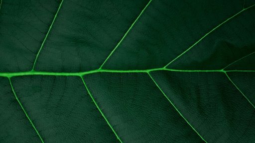 foto: Vasanth/Unsplash