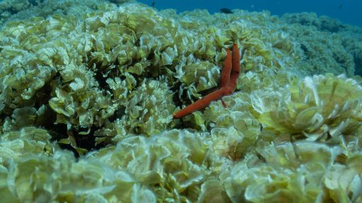 foto: Institut za oceanografiju i ribarstvo