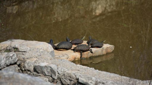 Foto: Martina Špralja/Natura Jadera