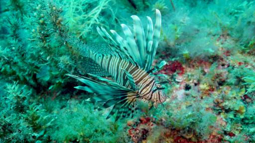 foto: Institut za oceanografiju i ribarstvo (IZOR)