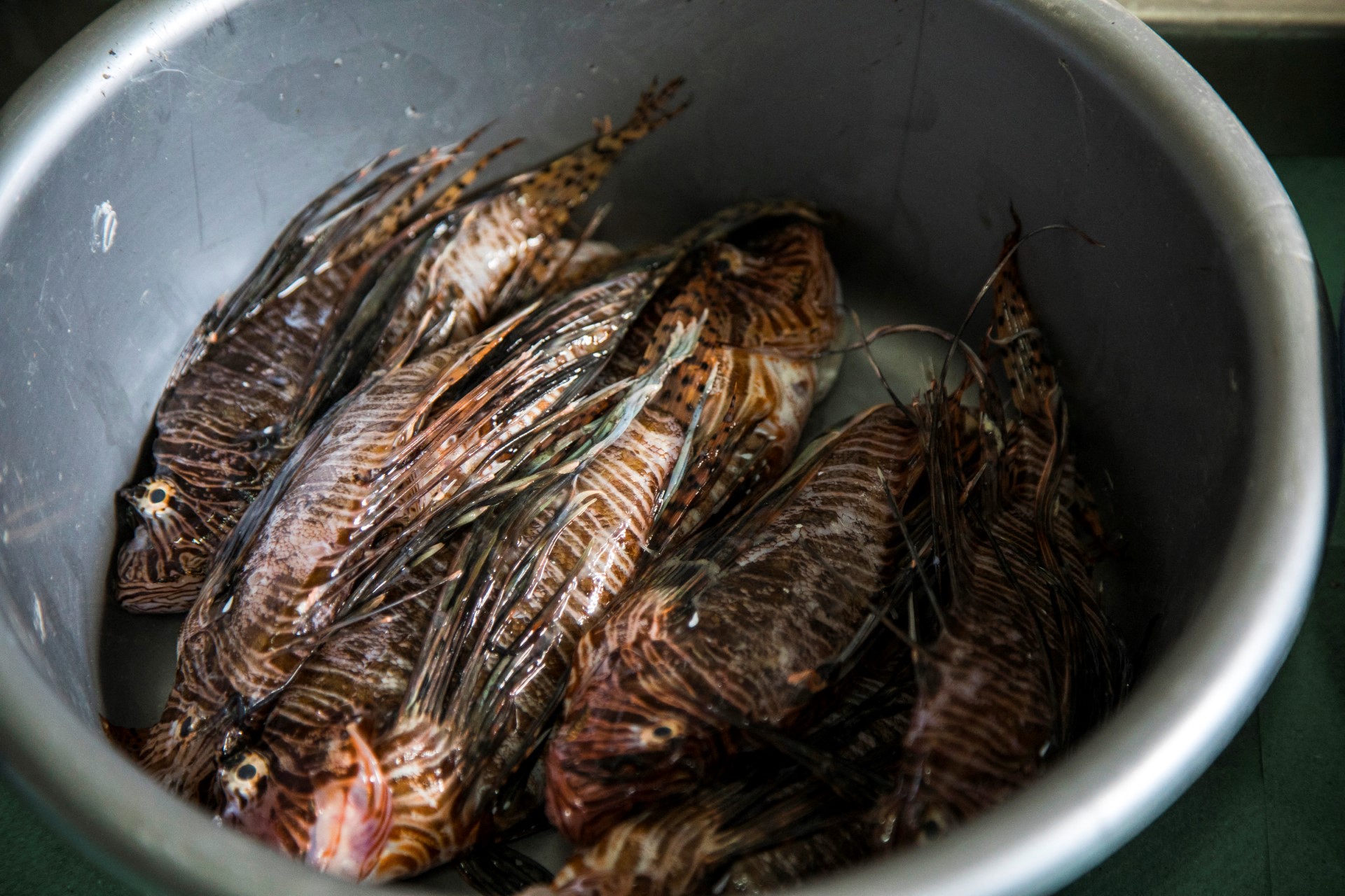 foto: Emily Irving-Swift/AFP; jedinke ribe lava ulovljene kod Cipra, 2017.