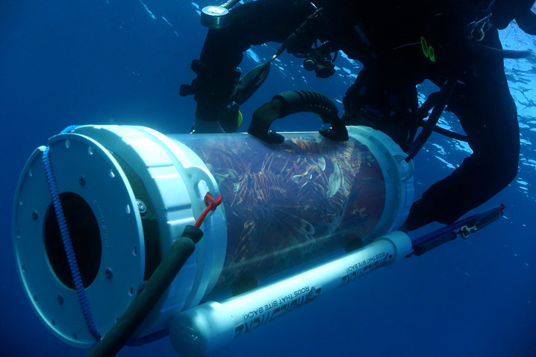 foto: Emily Irving-Swift/AFP; morski biolozi prikupljaju jedinke ribe lava; Cipar, 2018.