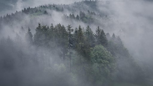 Foto: Lian und Sander Baumann/Pixabay