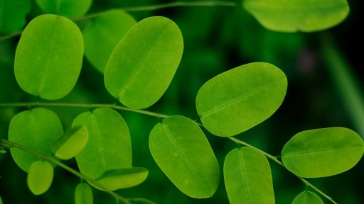 foto:  Neha Maheen Mahfin/Unsplash
