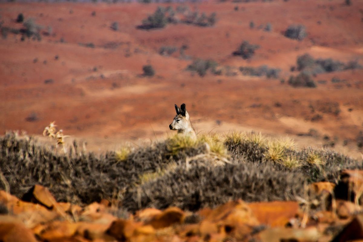 Foto: Megan Clark/Unsplash