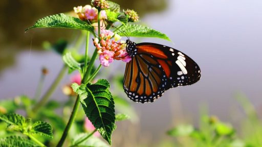 Foto: Azaz Ahmad/Unsplash